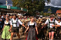 Bernhard Saalfeld - Viehscheid Obermaiselstein